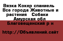 Вязка Кокер спаниель - Все города Животные и растения » Собаки   . Амурская обл.,Благовещенский р-н